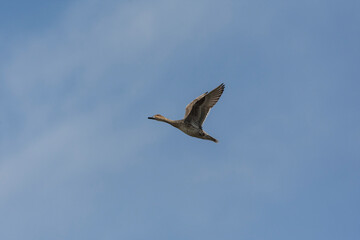 Female Northern Pintail (Anas acuta) in flight.  The adult female is mainly scalloped and mottled in light brown with a more uniformly grey-brown head, and its pointed tail is shorter than the male's.