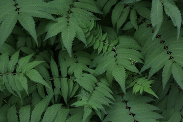 Natural background of green foliage. Fresh succulent photography of bushes for eco style background and wallpaper. Stock photo with empty space for text and design