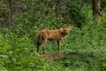 Portrait of a wild dog in the lush green tropical forest with greenery .