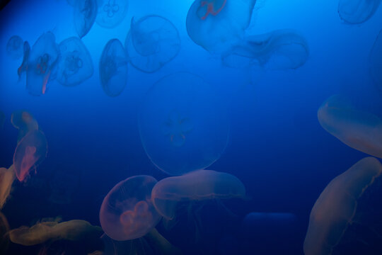 8 Best 水海月 Images Stock Photos Vectors Adobe Stock 8 Best 水海月 Images Stock Photos Vectors Adobe Stock