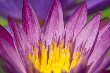 Fototapeta premium purple water lily