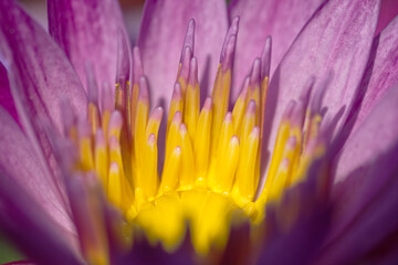 close up of purple flower