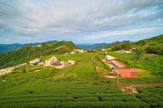 Tea garden in Alisan of Taiwan