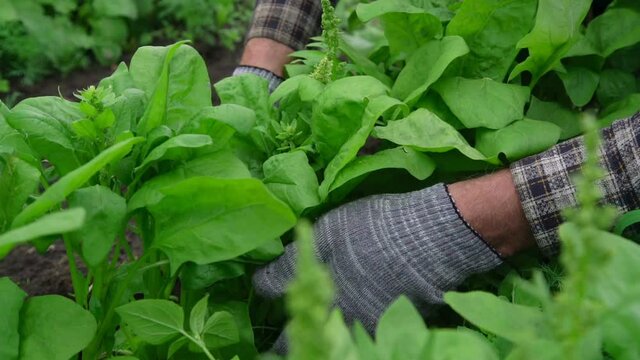 aged gardener in knitted gloves looks after green dock leaves on vegetable garden bed slow motion extreme closeup