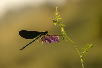 Beautiful damselfly Calopteryx splendens sits on a stone in the river flaps its wings and waits for prey