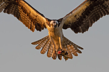 Osprey in Flight with Fish
