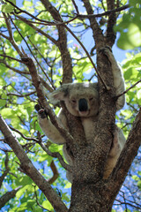 Koala in Australien Wild