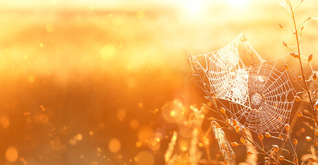 beautiful cobwebs in field, shining golden sunlight. Dreamy gentle artistic image. summer autumn season. banner. copy space