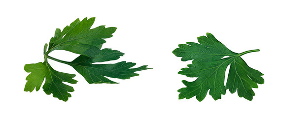 Parsley herb, leaf isolated on white background.Collection Clipping Path. Professional 

studio macro shooting, close up shot.