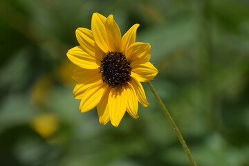 yellow flower with a bee
