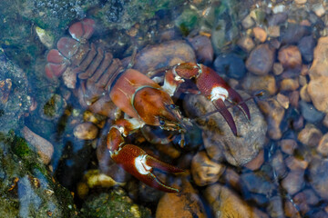 Signal or Pacific crab. Pacifastacus leniusculus. Órbigo River, León, Spain.
