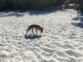 Fraser Island Dingo am See Lake McKenzie