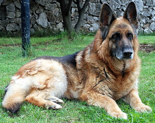 Raissa