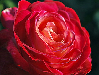 Rosa