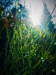 morning dew on grass
