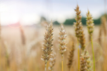 Ripe ears of wheat