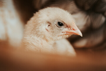 Little bit life of the farm