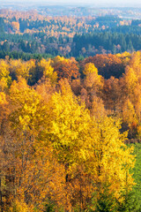 Landscape view with colorful autumn forest
