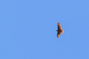 Common Buzzard at a clear blue summer sky