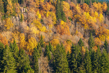 Fototapeta premium Beautiful autumn colors in the forest on a mountainside