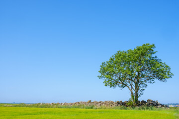 Fototapeta na wymiar Single tree at a stone wall in a rural landscape