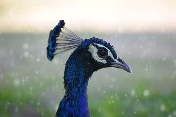 portrait of a peacock