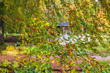 Autumn colored hanging tree branches in a park