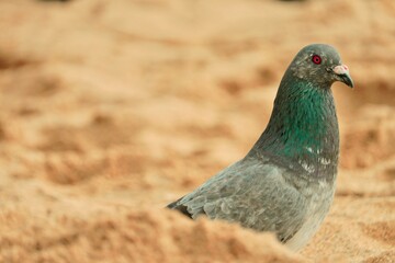 close up of a pigeon