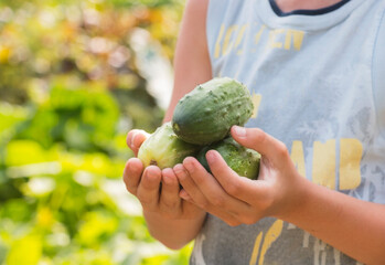 Harvest of cucumbers in the hands of a boy