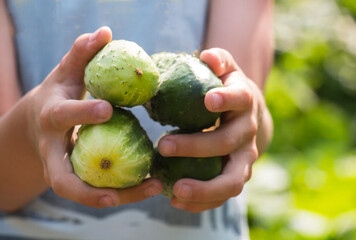 Harvest of cucumbers in the hands of a boy