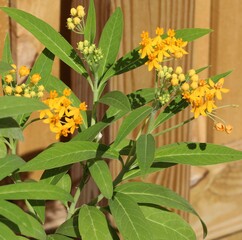 Asclepias