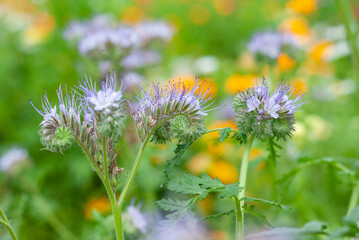 Honey plant Phacelia(scorpionweed, heliotrope) is a genus of about 200 species of annual or perennial herbaceous plants, native to North and South America.