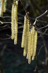 Common hazel runners hang from a twig, wide open. They have already released their pollen.