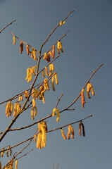 Common hazel runners hang from a twig, with the blue sky as background. They have already released their pollen.