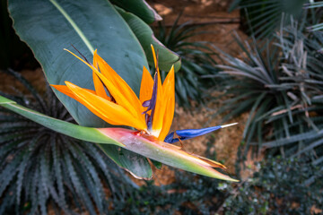 Bird of paradise flower (Strelitzia reginae), with with a tuft of orange and blue feathers on its head, Gardens by the Bay, Singapore.