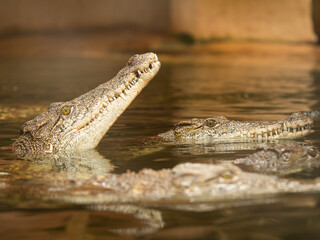 alligators in the everglades