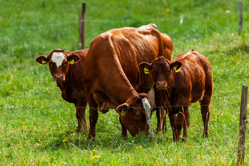 cow kids with mother