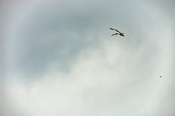 stork gliding