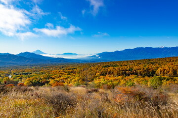 富士山とカラマツの紅葉、山梨県北杜市清里高原美し森にて