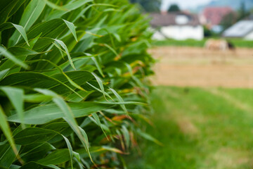 Mais Feld
