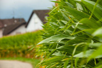 Obraz premium corn field