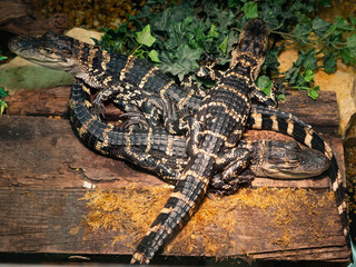 Three small crocodiles together end to end. side shot