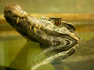 Crocodile with head above water and reflection of jaw in water. Big teeth, detailed image