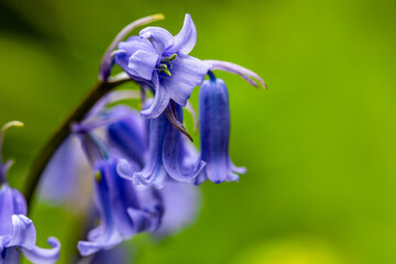 blue bells in the forest in the united kingdom