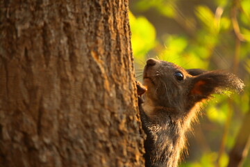 Curious squirrel with tufted ears clinging to a tree trunk, lit by warm, golden sunlight. A charming forest scene capturing the alertness and agility of wildlife in its natural habitat © Maciej Bonk