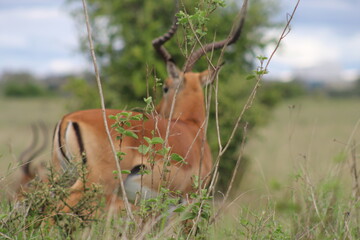 Afican Landscape with Gazelle,Nairobi national park,Kenya