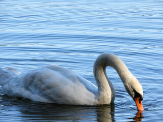 Obraz premium swans on the lake. loyalty to the swan. photo of swans close up