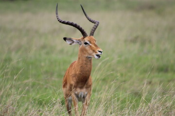 Naklejka na ściany i meble Afican landscape with Gazelle,Nairobi National park,Kenya.