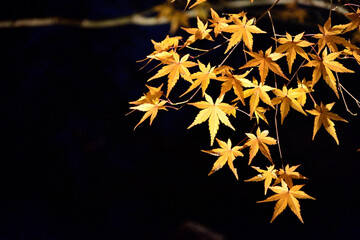 夜にライトアップされた紅葉の葉