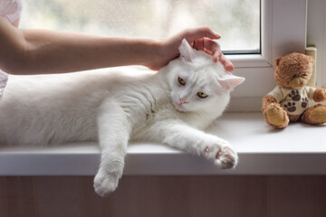 White cat lies on the windowsill, a man's hand is stroking a pet